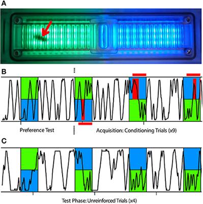 Different Roles for Honey Bee Mushroom Bodies and Central Complex in Visual Learning of Colored Lights in an Aversive Conditioning Assay